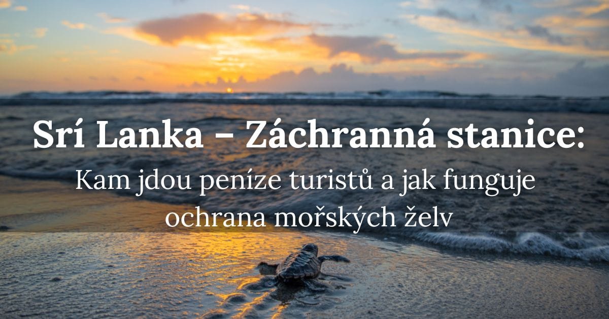 Srí Lanka a záchranná stanice zvířat – Kam jdou peníze turistů a jak funguje ochrana mořských želv?