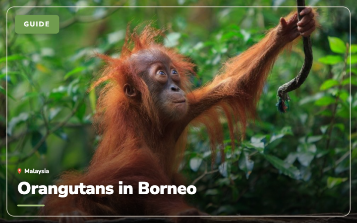 Orangutans in Borneo: 5 Best Places to See Them (2026)