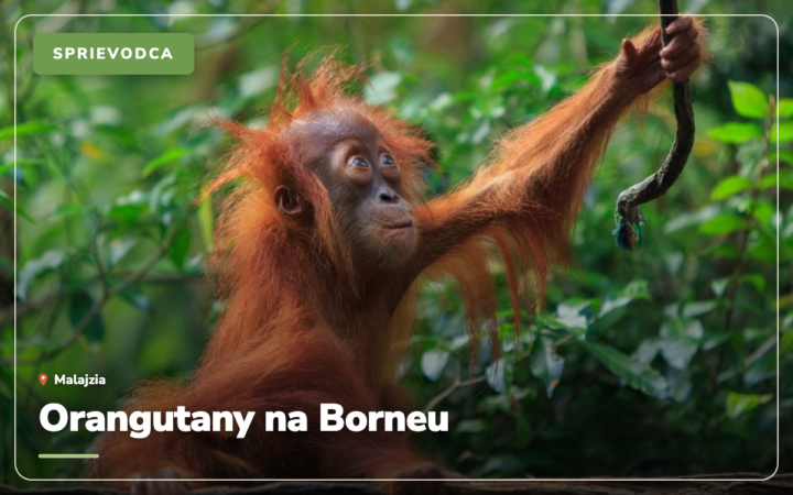 Orangutany na Borneu: 5 miest, kde ich naozaj uvidíte