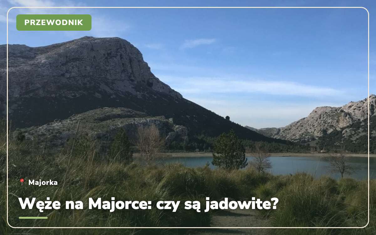 Węże na Majorce: czy są jadowite? Wszystko, co musisz wiedzieć