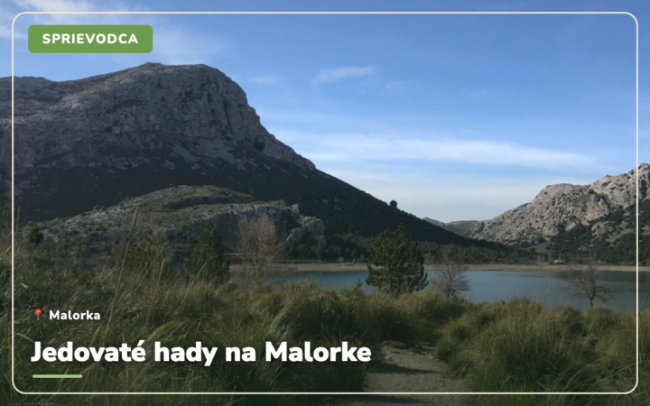 Jedovaté hady na Malorke: čoho sa naozaj báť