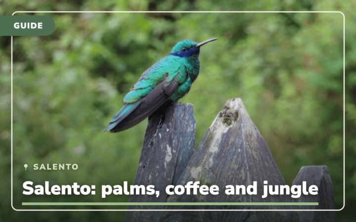 Salento –⁠⁠⁠⁠⁠⁠ Colombia: the highest palm trees, coffee and the forest, wherever you look 