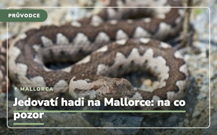 Jsou jedovatí hadi na Mallorce a na co si dát pozor?