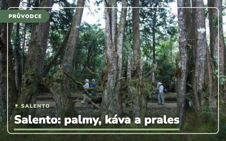 Salento –⁠⁠⁠⁠⁠⁠ Kolumbie: Nejvyšší palmy, káva a prales, kam se podíváš 