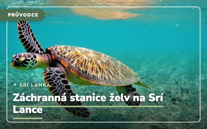 Záchranná stanice zvířat – Kam jdou peníze turistů a jak funguje ochrana mořských želv?