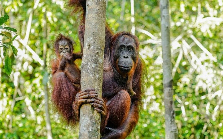 Ostrov Borneo a orangutani: 5 míst, kde je vidět