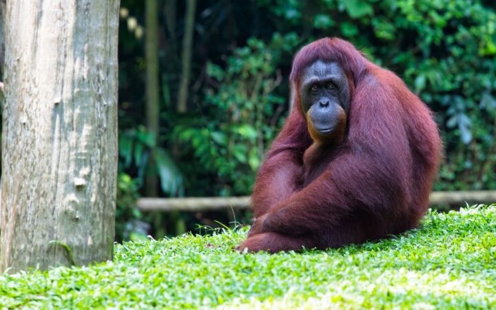 Orangutan – zajímavosti: 23 věcí, co jste o „lesních lidech“ nevěděli