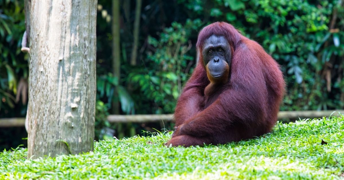 Orangutan – zajímavosti: 23 věcí, co jste o „lesních lidech“ nevěděli