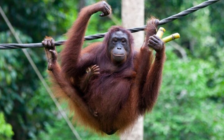 Ostrov Borneo — dovolená: 11 zážitků a tipů, kam se podívat