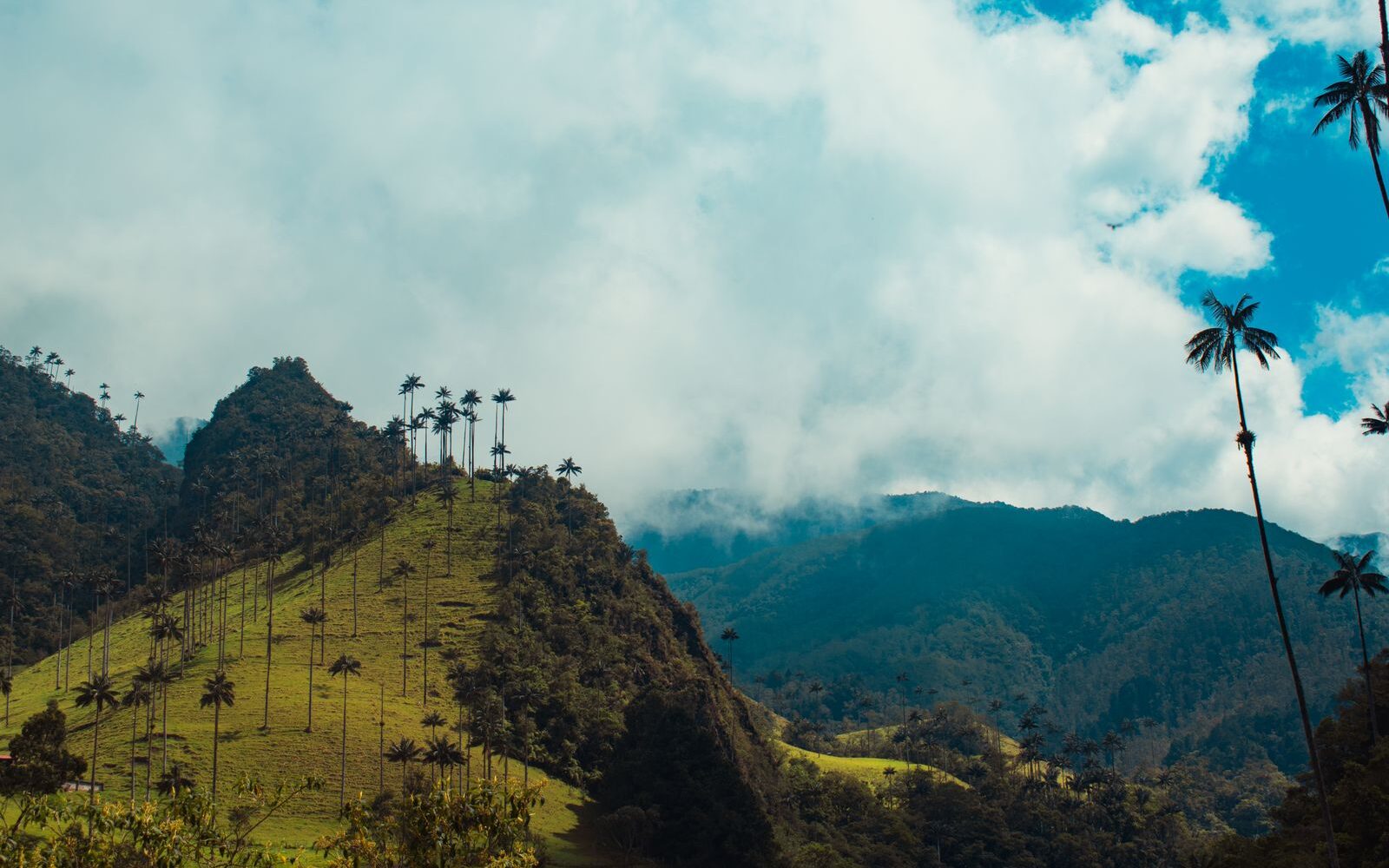 Valle de Cocora in Colombia with wax palm trees