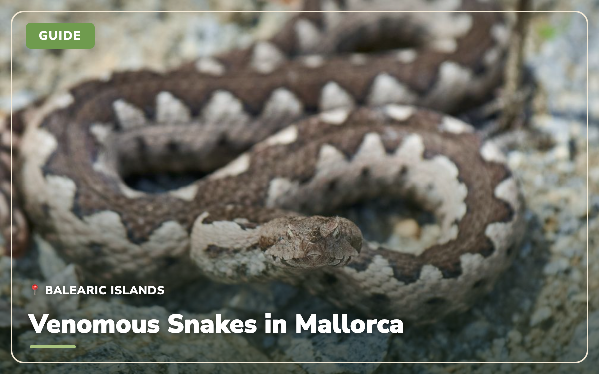 Venomous Snakes in Mallorca