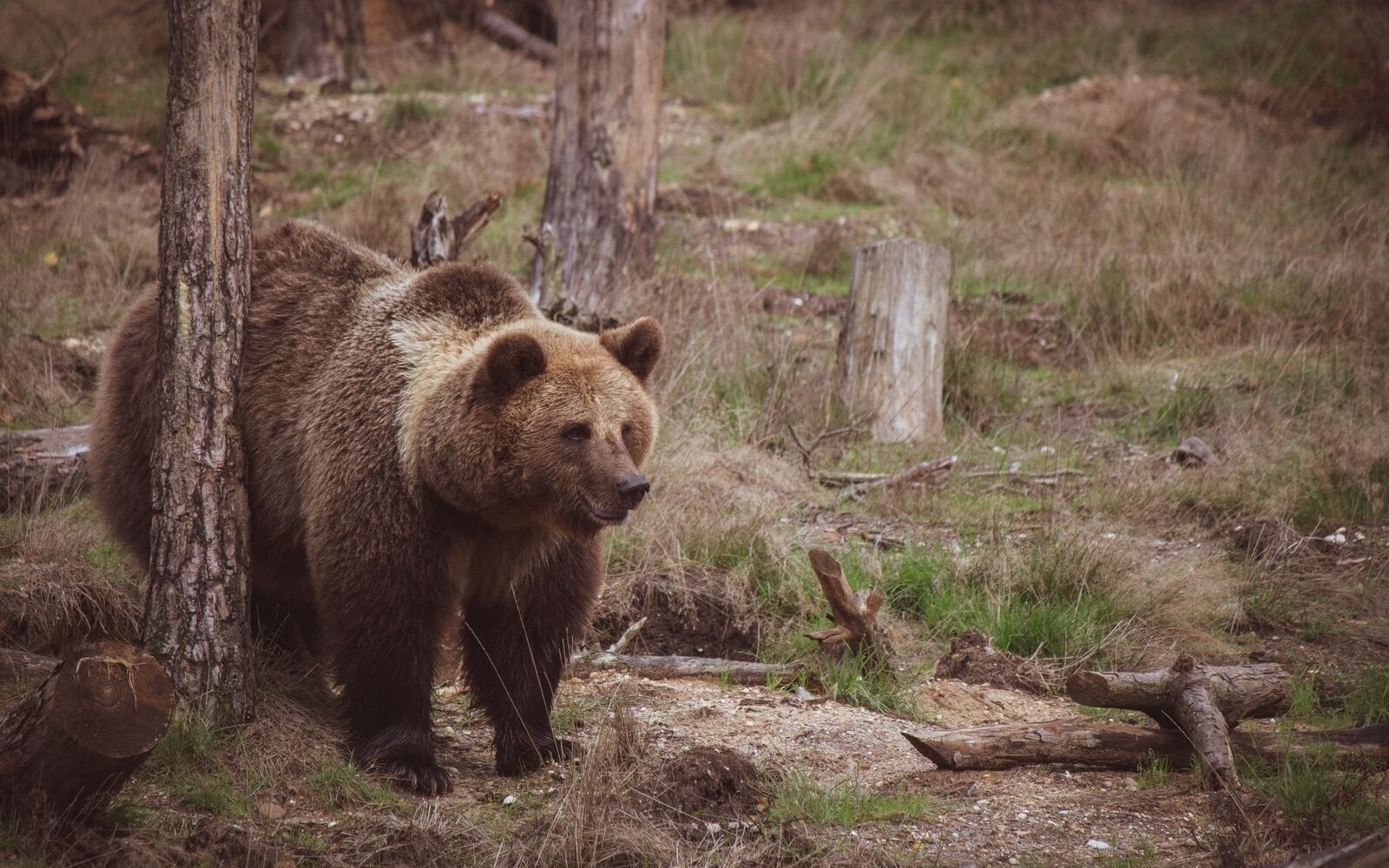 Medvěd hnědý prochází lesem mezi kmeny stromů